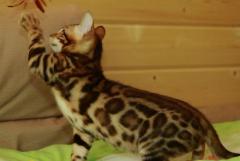 Бенгальский котик
