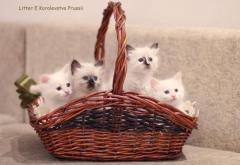 Котята невской маскарадной