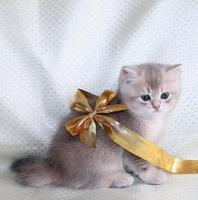 Продается котенок скоттиш страйт