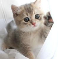 Продается котенок скоттиш страйт