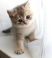 Продается котенок скоттиш страйт