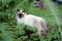 Невский маскарадный котенок 6 месяцев из питомника "koenig glance"