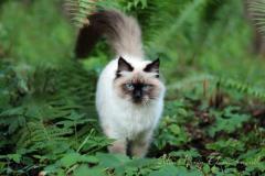 Невский маскарадный котенок 6 месяцев из питомника "koenig glance"