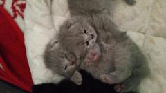 Британские короткошерстные котята