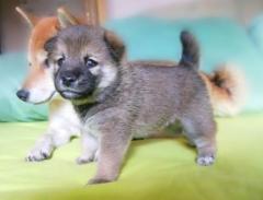 Продаются прелестные щенки сиба - ину... Shiba - inu
