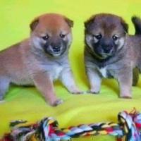 Продаются прелестные щенки сиба - ину... Shiba - inu