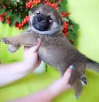 Продаются прелестные щенки сиба - ину... Shiba - inu