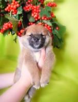 Продаются прелестные щенки сиба - ину... Shiba - inu