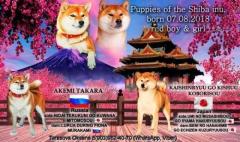 Продаются прелестные щенки сиба - ину... Shiba - inu
