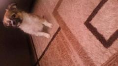 Ich habe  chihuahua hund