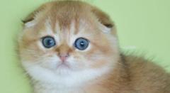 Для настоящих ценителей красоты и породы