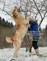 Welpen der zentralasien-shepherd dog (alabai) von eltern-riesen!!!