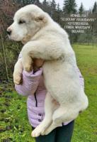 Welpen der zentralasien-shepherd dog (alabai) von eltern-riesen!!!
