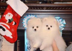 White pomeranian spitz
