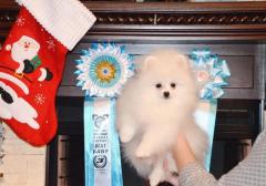 White pomeranian spitz