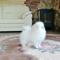 White pomeranian spitz
