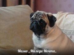 Мопсик