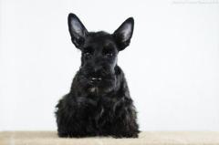 Puppies scotch terrier