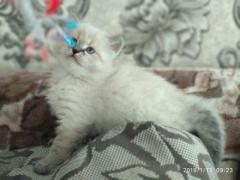 Продам сибирских котят