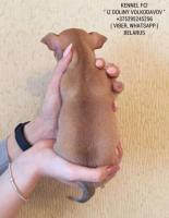 Chihuahua-welpen zum verkauf!