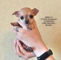 Chihuahua-welpen zum verkauf!