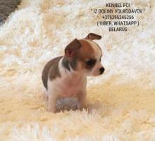 Chihuahua-welpen zum verkauf!