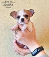 Chihuahua-welpen zum verkauf!