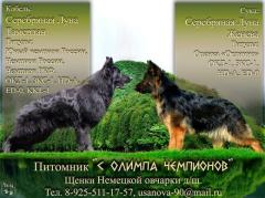 Немецкая овчарка д/ш. Щенки.