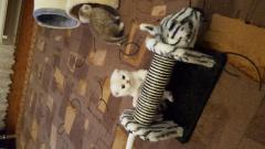 Reinrassige scottish fold / bkh kitten