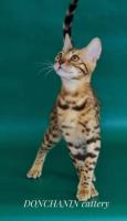 Bengal girl