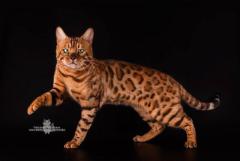 Bengal girl