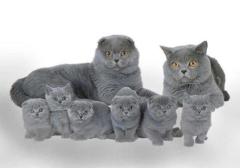 Продам котят
