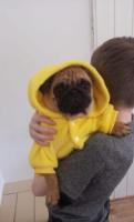 Mops welpen mit fci ahnentafel.