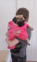 Mops welpen mit fci ahnentafel.