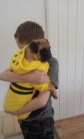 Mops welpen mit fci ahnentafel.