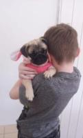 Mops welpen mit fci ahnentafel.