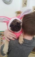 Mops welpen mit fci ahnentafel.