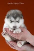 Malamute welpen