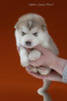 Malamute welpen