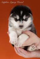 Malamute welpen