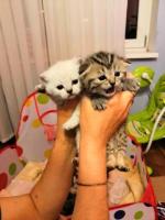 Продам шотландские котят