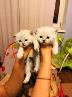 Продам шотландские котят