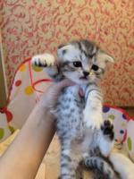Продам шотландские котят
