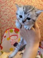Продам шотландские котят