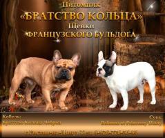 Французский бульдог. Щенки.