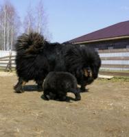 Тибетский мастиф. Щенки.