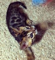 Чистокровные бенгальские котята
