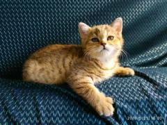 Котята скотиш-страйт