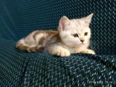 Котята скотиш-страйт