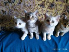 Котята скотиш-страйт